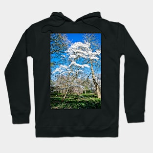 Winkworth Blossom Hoodie